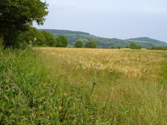 Barley by Naps Lane