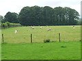 SJ5608 : City sheep, Wroxeter by Christine Johnstone