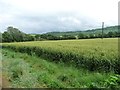 SJ5300 : Wheatfield south-east of Langley Chapel by Christine Johnstone