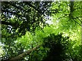 SP9310 : Canopy in Tring Park Wood by Rob Farrow