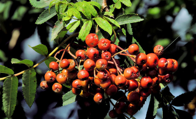 Rowan berries, Minnowburn, Belfast (2012)