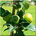 SU1084 : Apples, the Walled Garden, Lydiard House and Park, Lydiard Tregoze by Brian Robert Marshall