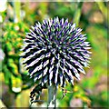 SU1084 : Flower head, the Walled Garden, Lydiard House and Park, Lydiard Tregoze by Brian Robert Marshall