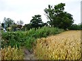 SE4112 : Rosebay and thistles between wheatfield and lane by Christine Johnstone