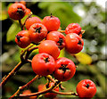 J4682 : Rowan berries, Crawfordsburn by Albert Bridge