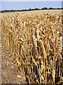 TM3674 : Wheat Crop off Bramfield Road by Geographer