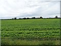 SK5415 : Maize crop, east of Highfields Farm by Christine Johnstone