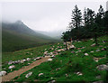 J3529 : The edge of Donard Forest, Mourne Mountains by Rossographer