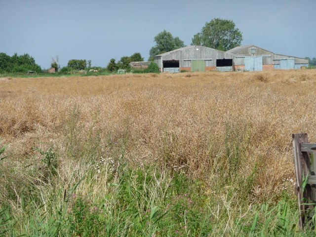 Oil seed rape crop, ready for harvest