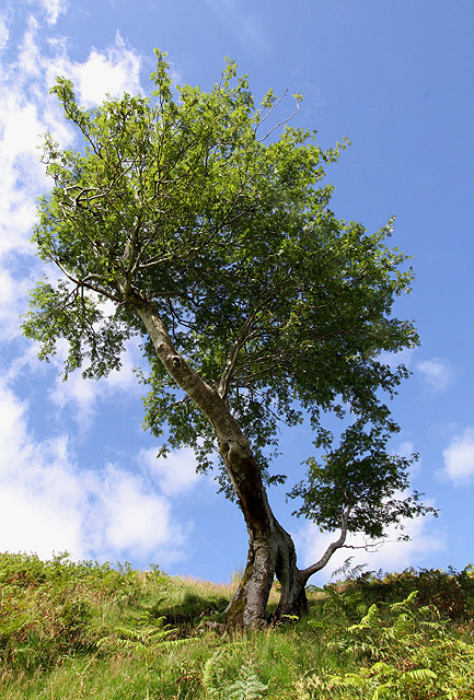 A rowan tree overlooking the Loch of the Lowes