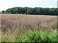 SK9609 : Oilseed rape, ready for harvesting by Christine Johnstone