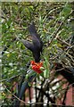 SX9265 : Blackbird feeding on rowan berries by Derek Harper