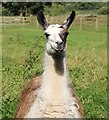 SJ5351 : Llama at Cholmondeley Castle by Jeff Buck