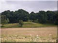 NN5631 : Field below the standing stone by C Michael Hogan