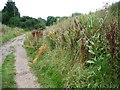 SK3971 : Flowering teasel on the Trans Pennine Trail by Christine Johnstone