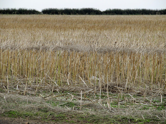 Stubble Field near Newland Hill