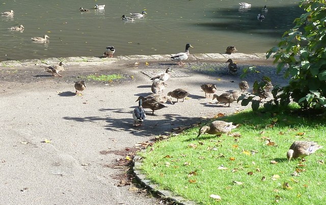 Lancaster - Ducks in Williamson Park