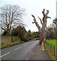 ST6390 : Gnarled oak tree, Castle Street, Thornbury by Jaggery