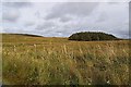 B7702 : Looking over rough land to a coniferous plantation - Dooey Townland by Mac McCarron