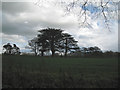 SP2185 : Groups of conifers in former parkland, Little Packington by Robin Stott