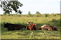 TL5570 : Highland cattle, Verrall's Fen by Rob Noble