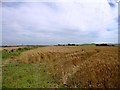 NZ1543 : View east over the cornfields by Robert Graham