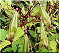 J3470 : Himalayan balsam seed pods, Belfast by Albert Bridge