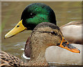 J3370 : Mallard, Lagan towpath, Belfast (1) by Albert Bridge