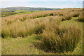 SO1059 : Upland grazing near Pawl-hir by Philip Halling