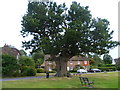 TQ5546 : Tree on The Green at Leigh by Marathon