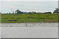 SK8380 : Birds on the Trent by Graham Horn