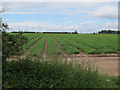 TL7488 : Potato field by Hugh Venables