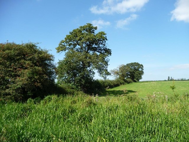 Field boundary with trees