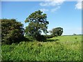 SO9667 : Field boundary with trees by Christine Johnstone