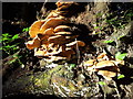 SP9411 : Large polypore fungus on fallen tree by Rob Farrow