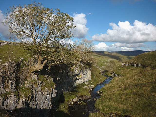 Tree on limestone crag, junction of Lockey Beck and Pen-y-Ghent Gill