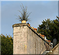 NO0242 : A chimney pot plant at Dunkeld by Walter Baxter