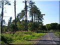 SN4001 : Wales Coast Path in Pembrey Forest by Simon Mortimer