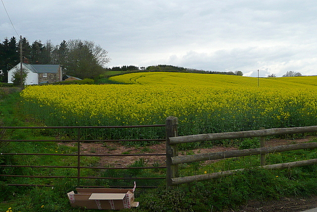 Oil seed rape north of Llanarth