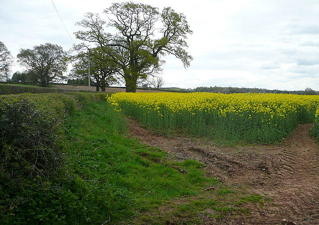 Oil seed rape at Longbarn