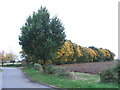 SP9929 : Autumn colours near Toddington by Malc McDonald