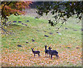 SD5085 : Black fallow deer, Levens Park by Karl and Ali