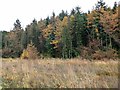 NY7574 : Mixed larch and spruce in Wark Forest by Oliver Dixon