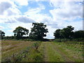 TF7131 : Hedgerow near Shernborne by Nigel Mykura