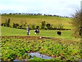 H5064 : Feeding cattle, Moylagh by Kenneth  Allen