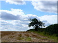 TF7533 : Hedgerow near Great Bircham by Nigel Mykura