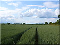 SP0639 : Field of Green Wheat by Nigel Mykura