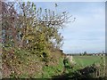 SE4114 : Ash tree on the bridleway, near Tombridge Crescent by Christine Johnstone