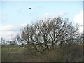 SE4211 : Kestrel hovering above the issues, South Moor [1] by Christine Johnstone