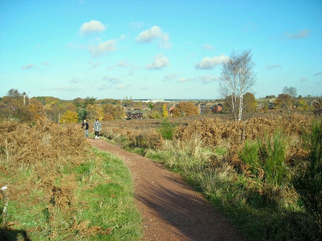 Oak Tree Heath